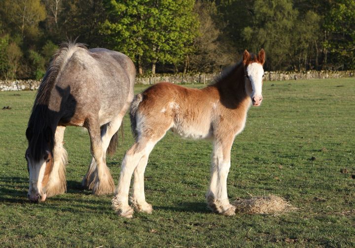 Clydesdale Foal - Glenside Matthews Flower of Scotland